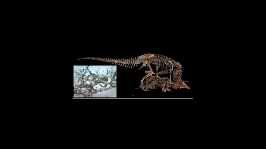 How Dinosaur Blood Vessels Preserve through the Ages Revealed