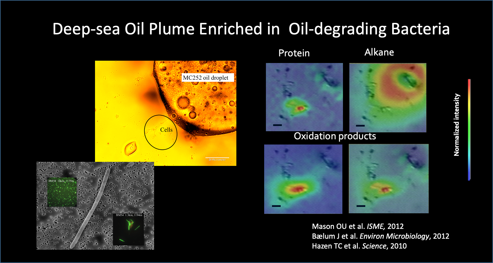 Deep-sea Oil Plume Enriched in Oil-degrading Bacteria – BSISB