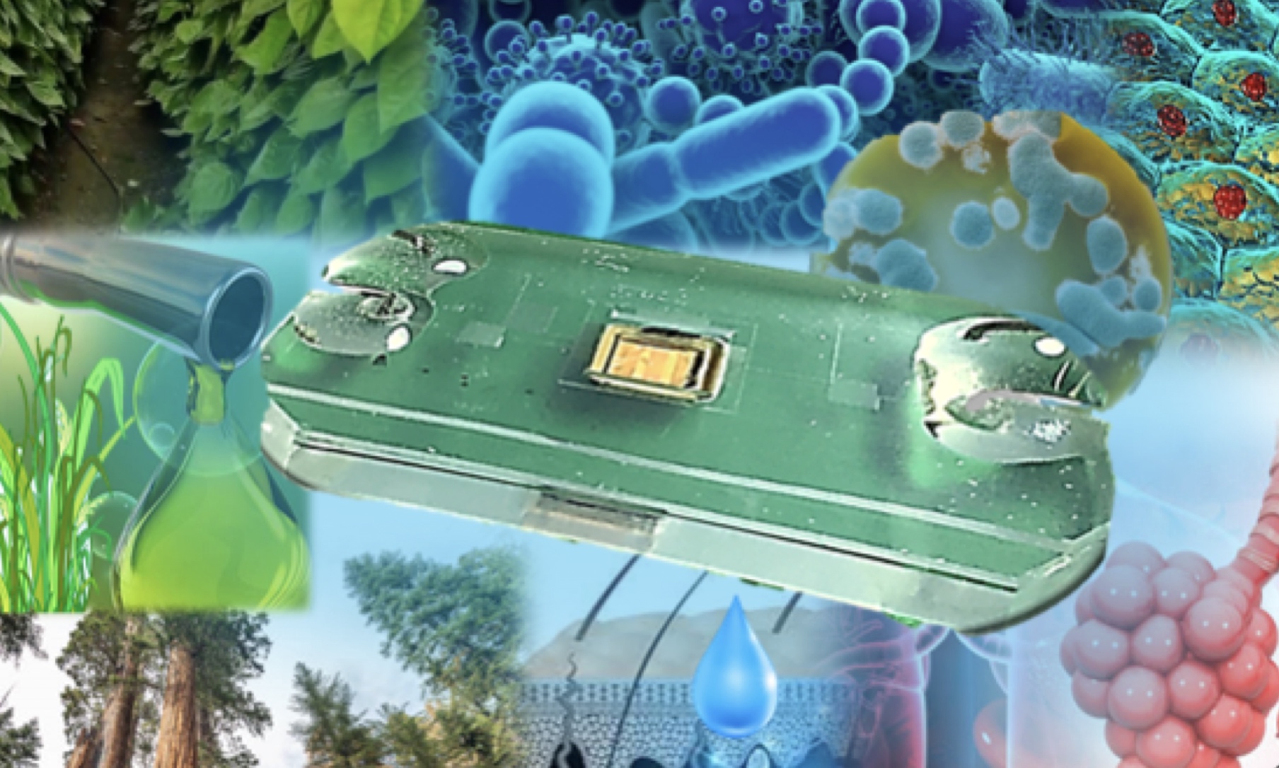 New Insight Into the Spatiotemporal Dynamics of Cellulose Hydrolysis