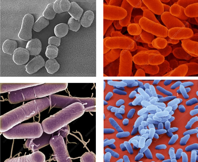 Evolutionary History and Local Environment Both Affect Soil Bacteria Response to Drought